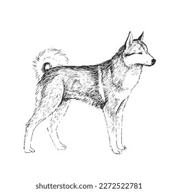 Vector hand-drawn illustration of a West Siberian Laika isolated on a white background. A sketch of a cute pet. A dog of hunting breed.