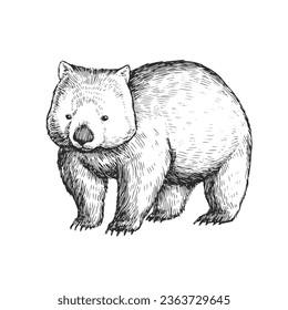 Vektorhandgezeichnete Illustration von Wombat einzeln auf Weiß. Eine schwarz-weiße biologische Skizze eines australischen Tieres im Stil einer Gravur.