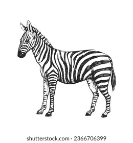 Vector hand-drawn illustration of a zebra in the style of engraving. A sketch of a wild African animal isolated on a white background.