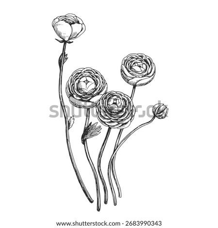 Vector hand-drawn illustrations of a ranunculus bouquet. Black and white sketch of flowers.