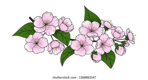 Vector hand-drawn image of a branch of blossoming cherry (sakura). Pink spring flowers with green leaves isolated on white. EPS 10.
