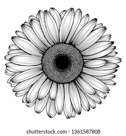 Vector hand-drawn image of chamomile, chrysanthemum or daisy flower, ink style. EPS 10