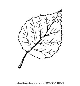 Vector hand-drawn leaf illustration. A detailed sketch of a leaf in the retro style. Vintage sketch element for the design of labels, packaging and postcards.