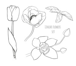 Vector Hand-drawn  Linear Flowers Set. Tall Open Tulip, Big Poppy, Small Leaf. Branch With One Large Blooming Orchid, Two Closed Buds. Simple Outline Plant Sketch. Elegant Ink Painted Natural Element