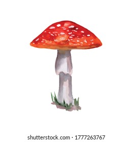 Vector Hand-drawn Mushrooms. Water Color Image. 