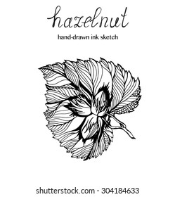 Vector hand-drawn natural  element of hazelnut and leaves in doodle style