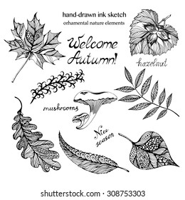 Vector hand-drawn natural set with autumn ornamental leaves in sketch style