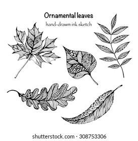 Vector hand-drawn natural set with autumn ornamental leaves in sketch style