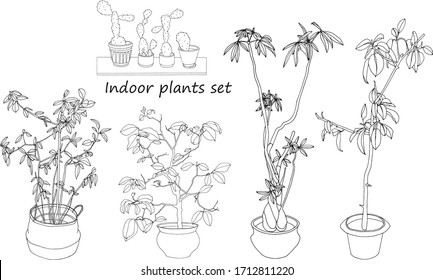Vector hand-drawn outline set of indoor plants. Potted cacti, laurel, ficus, tangerine tree and pachira.
Home decor items. Isolated objects on white background.  