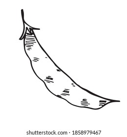 vector hand-drawn pea pod. Doodle icon, sticker, print, food sketch. isolated on a white background.