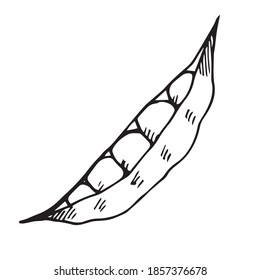 vector hand-drawn pea pod with peas. Doodle icon, sticker, print, food sketch. isolated on a white background.
