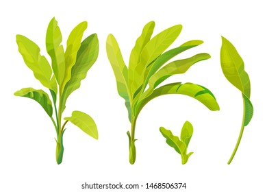 vector handdrawn plant clipart banana herbaceous stem
