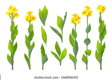 Vector Handdrawn Plant Clipart Canna Lily Flowers Set