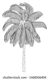 vector handdrawn plant clipart Coconut palm tree