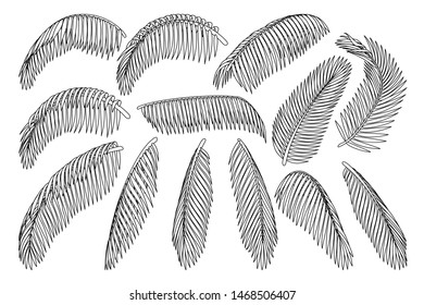 vector handdrawn plant clipart coconut palm leaves