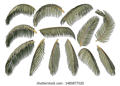 vector handdrawn plant clipart coconut palm leaves