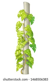 Vector Handdrawn Plant Clipart Devils Ivy Liana. Epipremnum Aureum