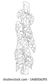 vector handdrawn plant clipart Devils ivy Liana