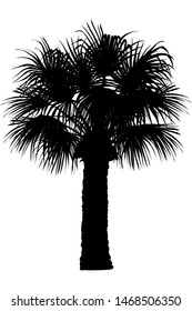 vector handdrawn plant clipart Fan palm tree
