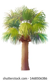 vector handdrawn plant clipart Fan palm tree