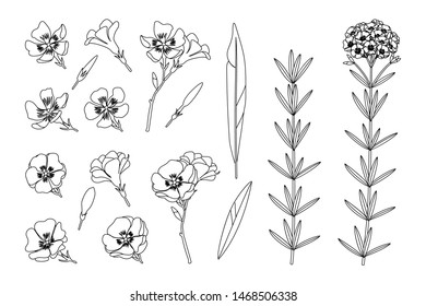 vector handdrawn plant clipart Oleander flowers set