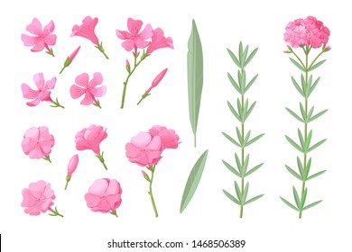 Vector Handdrawn Plant Clipart Oleander Flowers Set