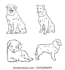 Vector hand-drawn portrait of Australian Shepherd in engraving style. Sketch illustration with Aussie head isolated on white. Cute dog face.