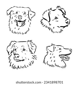 Vector hand-drawn portrait of Australian Shepherd in engraving style. Sketch illustration with Aussie head isolated on white. Cute dog face.
