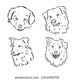 Vector hand-drawn portrait of Australian Shepherd in engraving style. Sketch illustration with Aussie head isolated on white. Cute dog face.