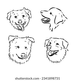 Vector hand-drawn portrait of Australian Shepherd in engraving style. Sketch illustration with Aussie head isolated on white. Cute dog face.