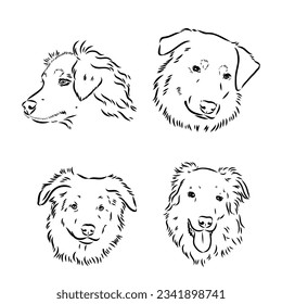 Vector hand-drawn portrait of Australian Shepherd in engraving style. Sketch illustration with Aussie head isolated on white. Cute dog face.