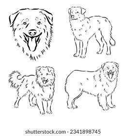 Vector hand-drawn portrait of Australian Shepherd in engraving style. Sketch illustration with Aussie head isolated on white. Cute dog face.