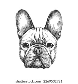 Vector hand  drawn portrait French Bulldog in engraving style  Sketch illustration and dog head isolated white  Cute pet face 