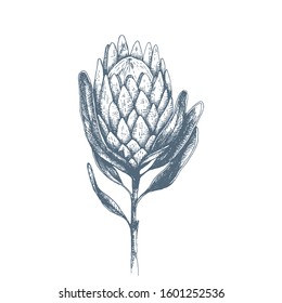 Vector hand-drawn Protea flower illustration. Large African flower for decorating invitations, wedding cards, design for Valentines Day and Mother's Day. Spring and summer decor