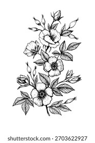 Vector dibujado a mano rosa cadera línea arte. planta médica. Diseño para el arte de la pared, tarjetas de felicitación, carteles, pegatinas, paquete y textil.