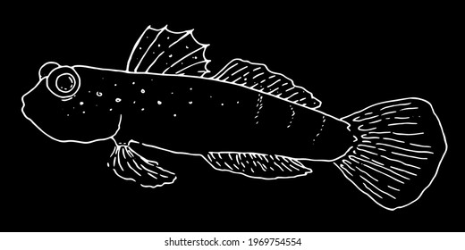 Vector hand-drawn sea fish in sketch style isolated element white outline on black background. tropical fish Cryptocentrus cinctus for design template, labels, logo