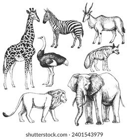 Vector hand-drawn set of animals of the Africa in the style of engraving. A collection of biological sketches, isolated on white.