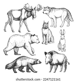 Vector hand-drawn set of animals of the north in the style of engraving. Inhabitants of the European forest. A collection of sketches of the zoo, isolated on white.