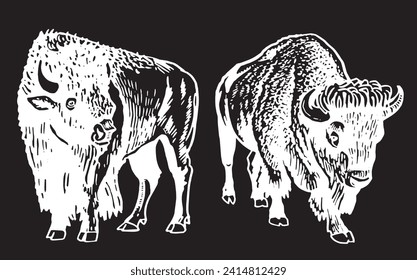 Vector hand-drawn set of bisons on black , graphical illustration	