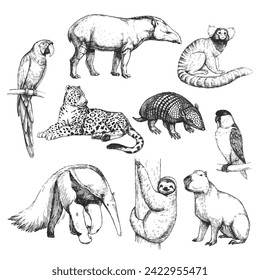 Vector hand-drawn set of Brazilian animals  in the style of engraving. A collection of biological sketches, isolated on white.