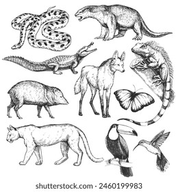 Vector dibujado a mano conjunto de animales brasileños en estilo de grabado. Bocetos de Anaconda, Nutria, Caimán, Iguana, Pecarí, Cougar, Morfo, Tucán, Colibri y Lobo Trillado aislados en blanco.
