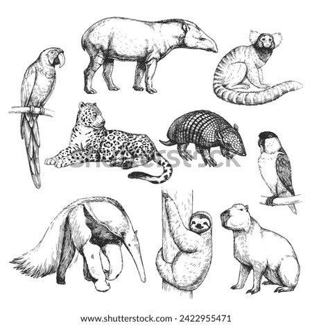 Vector hand-drawn set of Brazilian animals  in the style of engraving. A collection of biological sketches, isolated on white. Foto stock © 