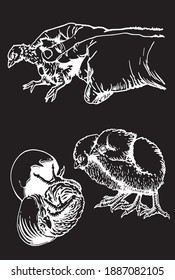 Vector hand-drawn set of chicks isolated on black, farm bird, elements for design