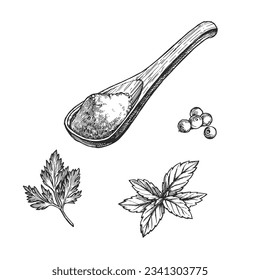 Vector hand-drawn set of classic herbs and wooden spoon with crushed seasonings isolated on white. Sketch of  parsley, basil and allspice with ground spices.