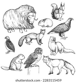 Conjunto vectorial de ilustraciones de animales que viven en el norte, en el estilo de grabado. Habitantes del bosque europeo. Una colección de bocetos del zoo, aislados en blanco.