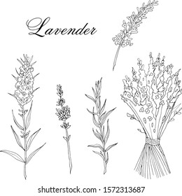 Lavender Pencil Drawing Vector Set Stock Vector (Royalty Free) 99480647