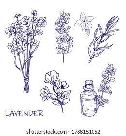Vector hand-drawn set of lavender on a white background. For printing, packaging, cosmetics and other design