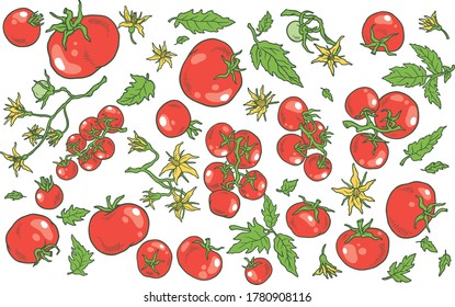 Vector hand-drawn set of tomatoes and tomato flowers and leaf