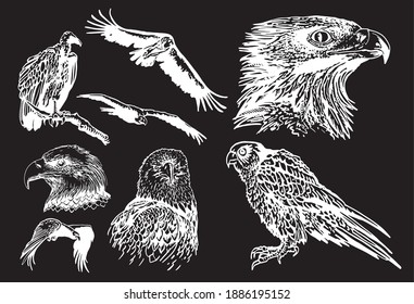 Vector hand-drawn set of wild birds on black background, engraved illustration