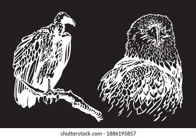 Vector hand-drawn set of wild birds on black background, engraved illustration